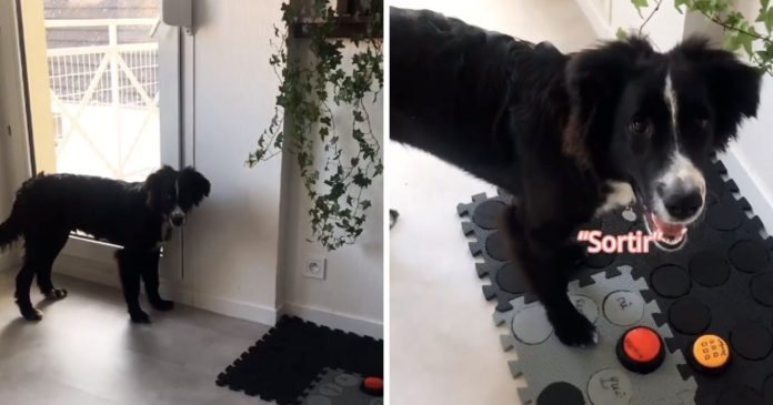  VIDEO.  This dog communicates with its owner thanks to a solid carpet

