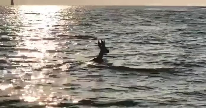  VIDEO.  Vendée: a deer filmed swimming at sunset

