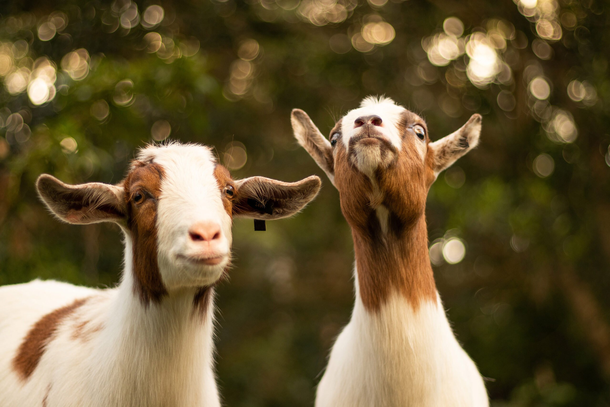 With eco-grazing goats and sheep replace your lawnmower