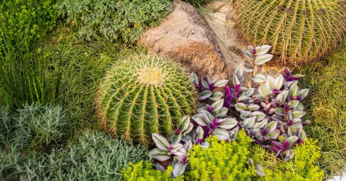 10 plants that can withstand full sun and grow without water and (almost) without water in the garden

