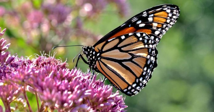 7 conseils pour accueillir les papillons dans son jardin ou sur son balcon