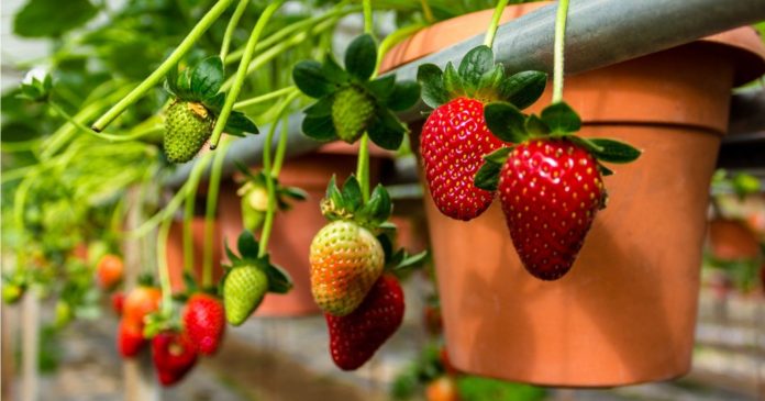 Balcony vegetable garden: Here are 5 fruits and vegetables to grow in pots or planters

