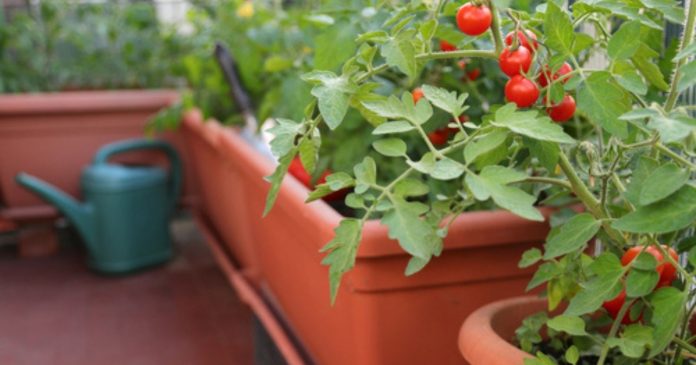 Balcony vegetable garden: how to grow tomatoes in pots?

