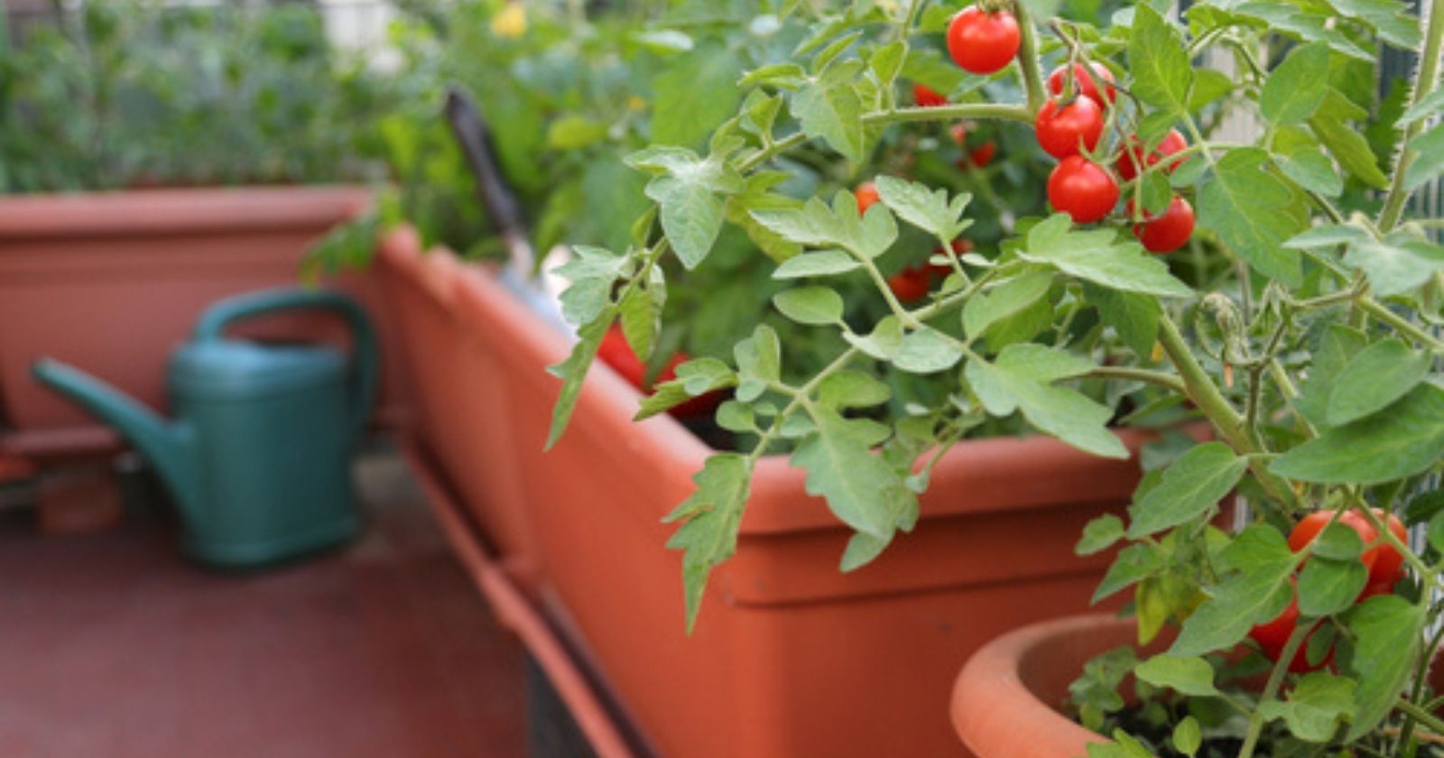 Balcony vegetable garden: how to grow tomatoes in pots?