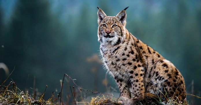Lynx Eurasien