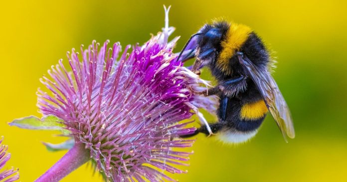 Biodiversity: why and how to care for bumblebees in the garden?

