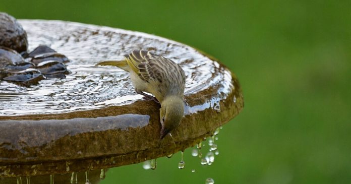  Birds, bees, hedgehogs: the animals in our gardens are thirsty.  The LPO invites us to help them.

