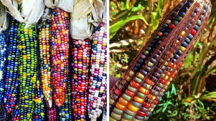  Corn used to be colorful!  The proof with these beautiful and surprising images!

