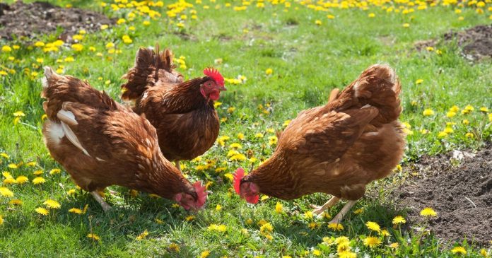  Do you have chickens?  Save their droppings to make natural fertilizer in the garden.

