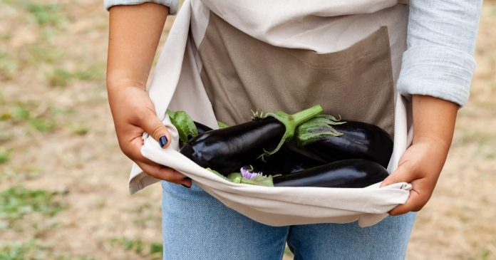 Eggplant, corn, bell pepper: which vegetables survive high temperatures?


