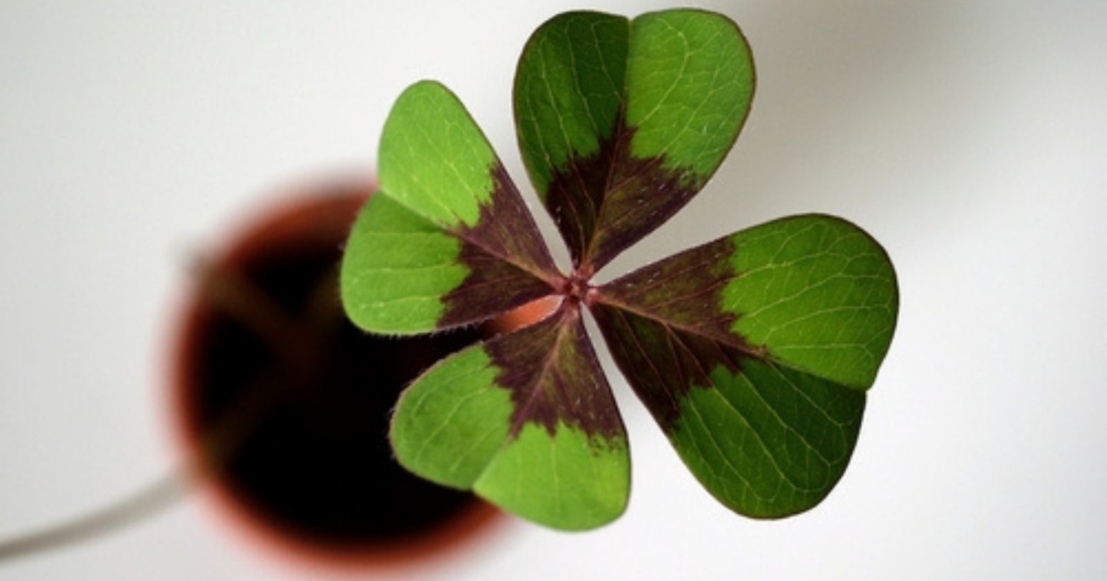 Friday the 13th: This man is the world's only producer of four-leaf clover