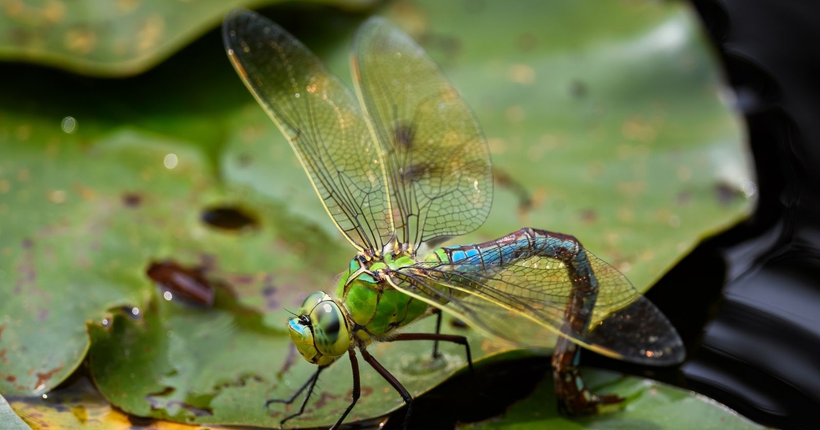 Garden: 10 plants that attract dragonflies, natural enemies of mosquitoes