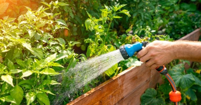 Garden: what is the best time of day to water your plants and vegetable garden?

