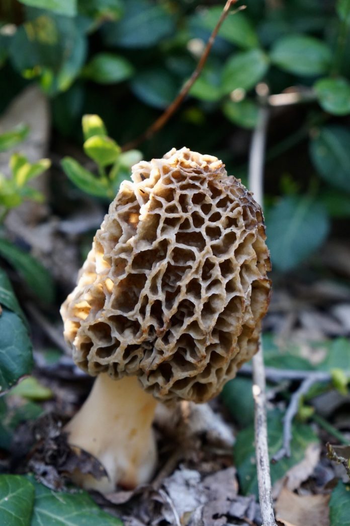 Growing morels in greenhouses: the solution to democratize production?

