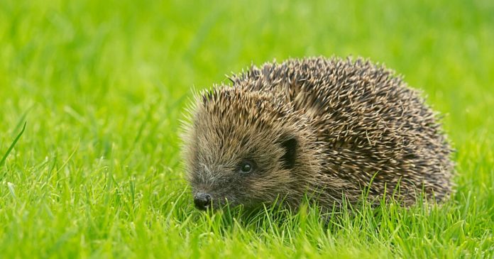 Hedgehogs: This is why you shouldn't use robotic lawnmowers during the day

