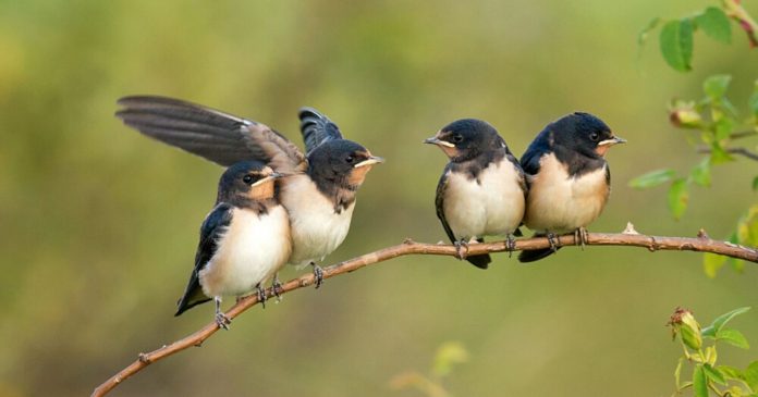  How do you welcome the swallow in the garden?  4 simple and valuable tips for the species.


