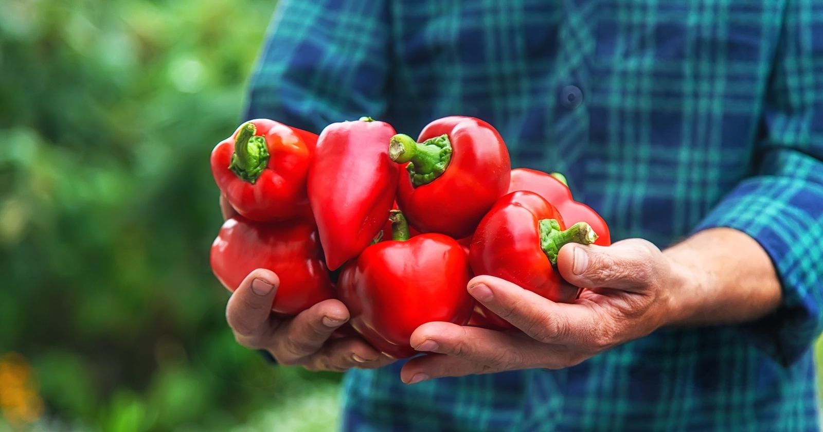 How to grow bell peppers and chillies: 7 steps for a guaranteed harvest