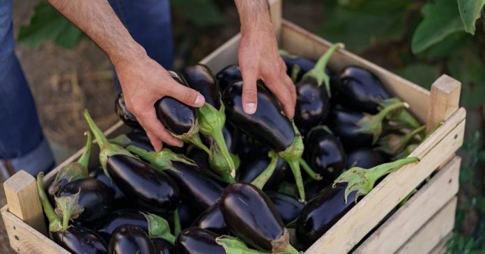  How to properly grow eggplants?  5 practical tips for a rich harvest.

