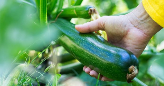  How to properly grow zucchini?  5 practical tips for a rich harvest.

