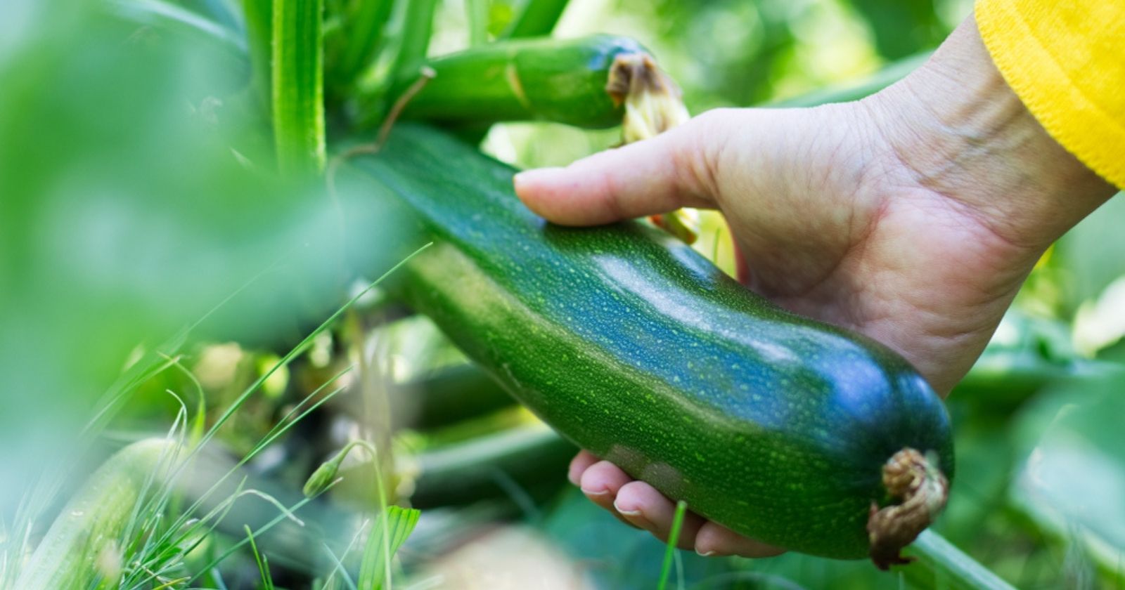 How to properly grow zucchini?  5 practical tips for a rich harvest.