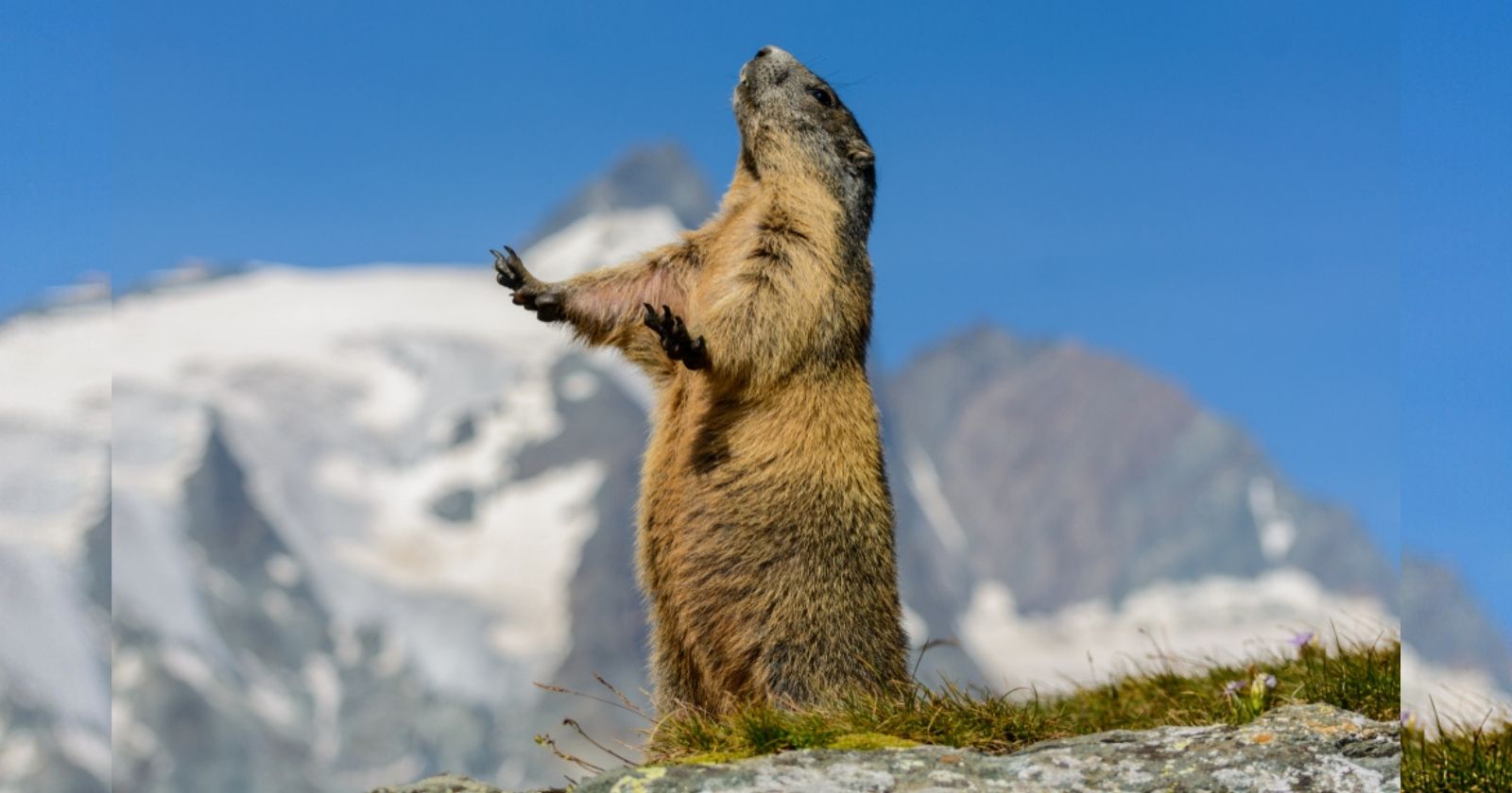 If you like marmots, don't photograph them