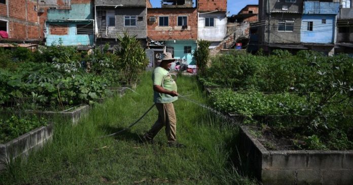 In Rio de Janeiro, a huge organic vegetable garden feeds locals and keeps traffickers away

