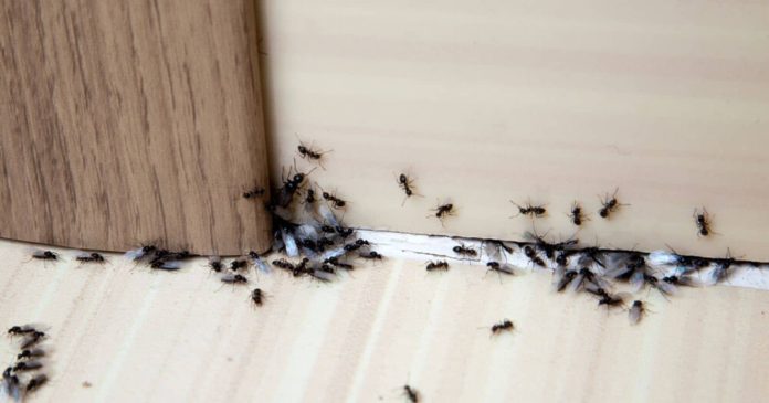 Invasion of ants in the house: how to get rid of it without insecticide?


