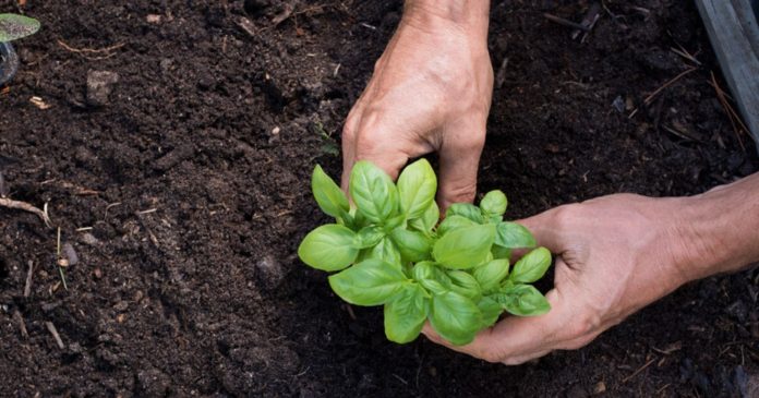 It's time to plant basil in the garden: these are the steps to follow

