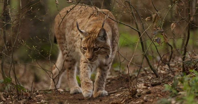 Jurassic: two young Eurasian lynx regain their freedom

