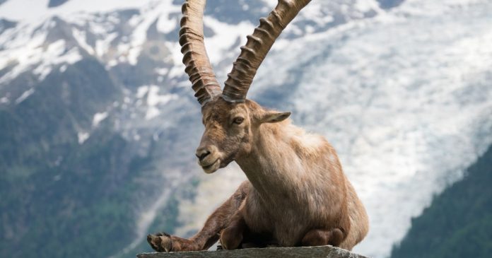  Justice suspends the slaughter of 170 ibex in Haute-Savoie.  on


