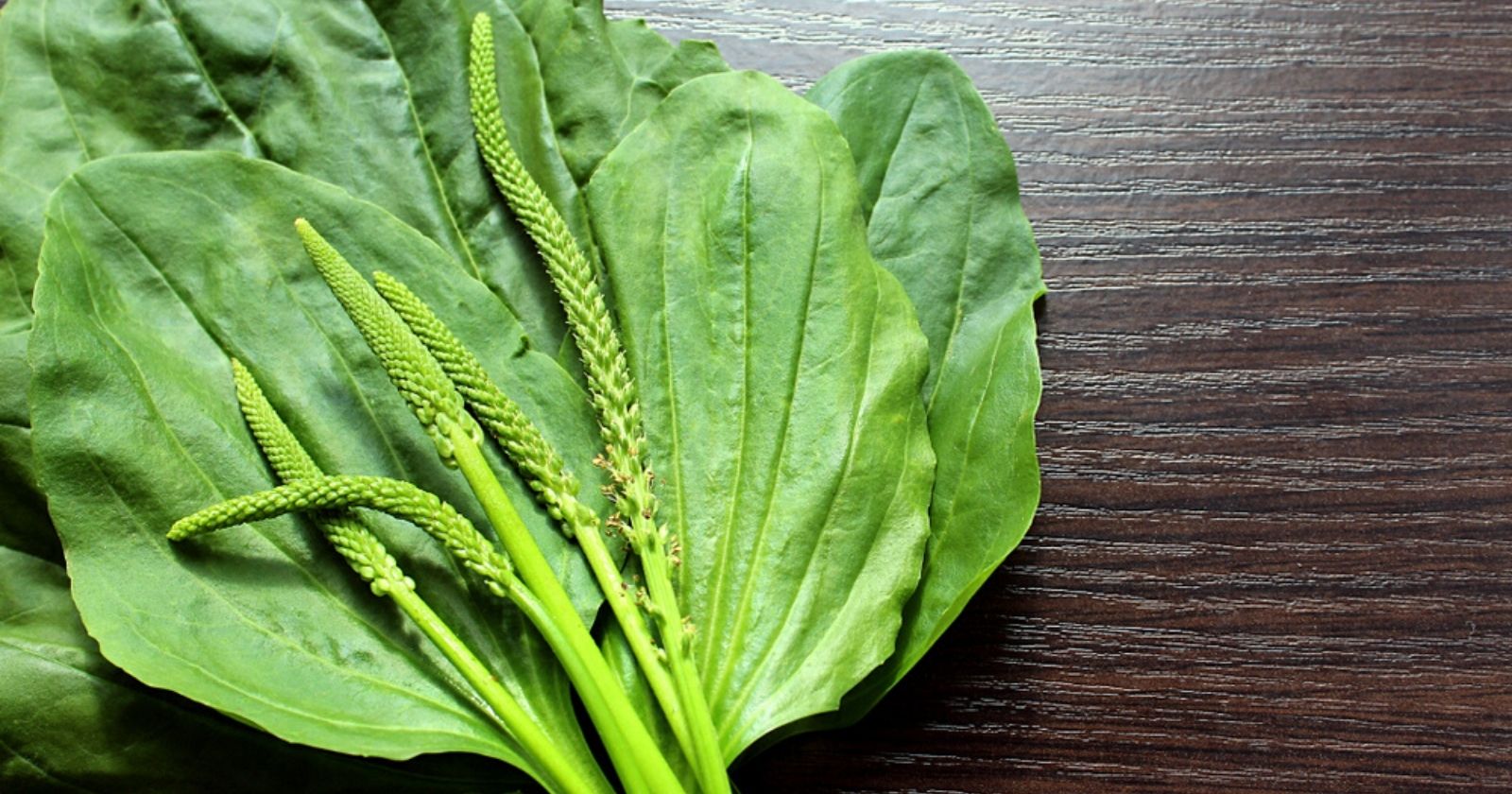 Plantain: 3 unexpected benefits of this unloved plant