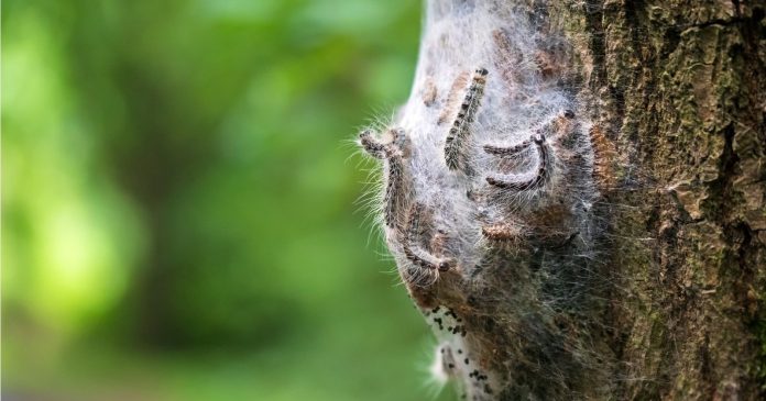 Processionary caterpillars: how to react to contact and get rid of them permanently?

