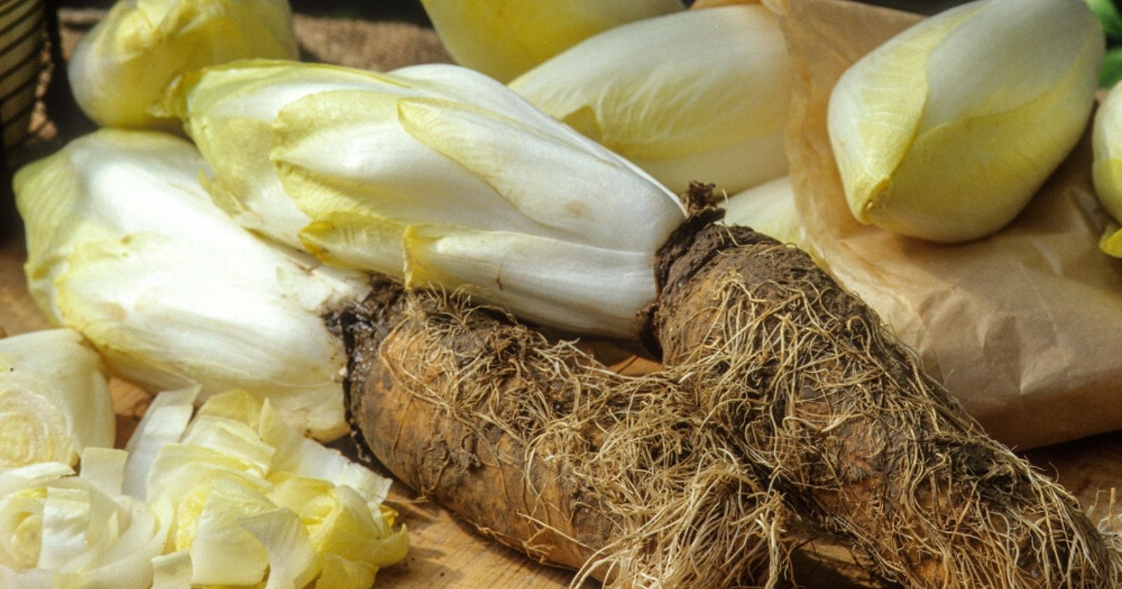 Sowing, forcing, harvesting: these are the steps you need to follow to grow endive