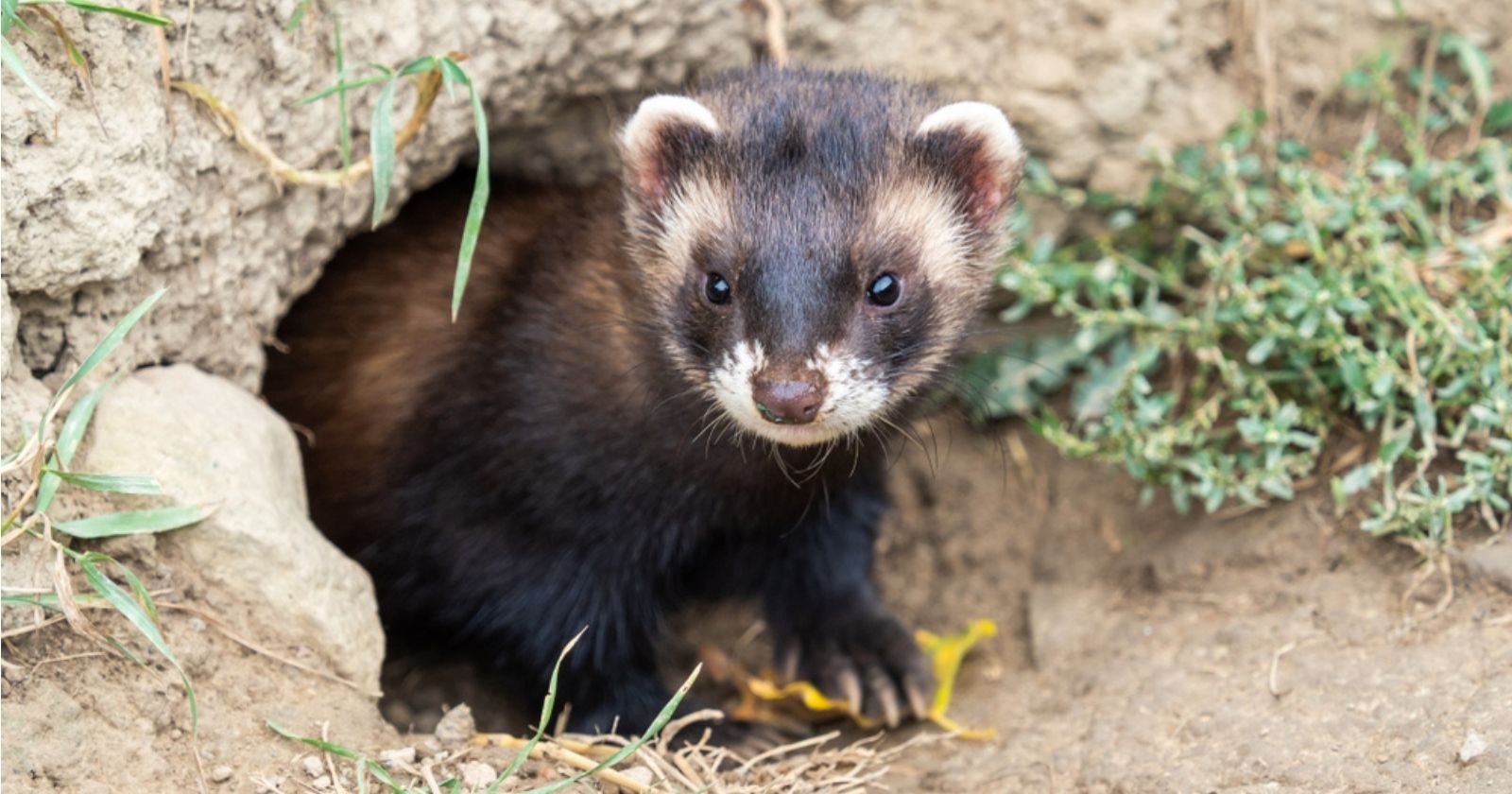 State removes polecat from "pests" list