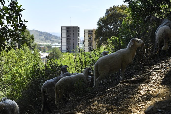 To protect itself from fires, Barcelona uses goats and sheep


