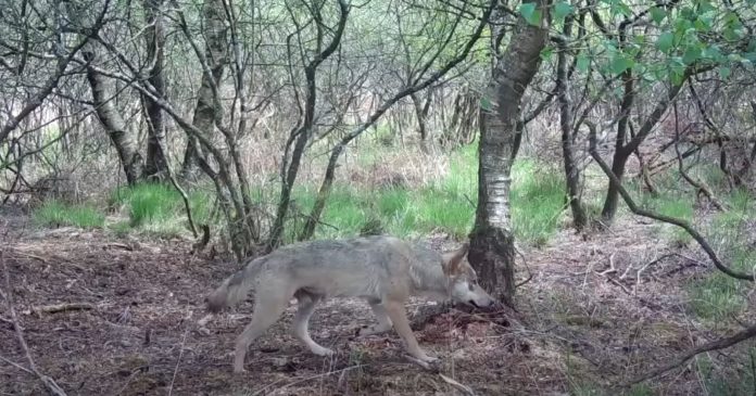  VIDEO.  A wolf was filmed in Brittany: a first in a century

