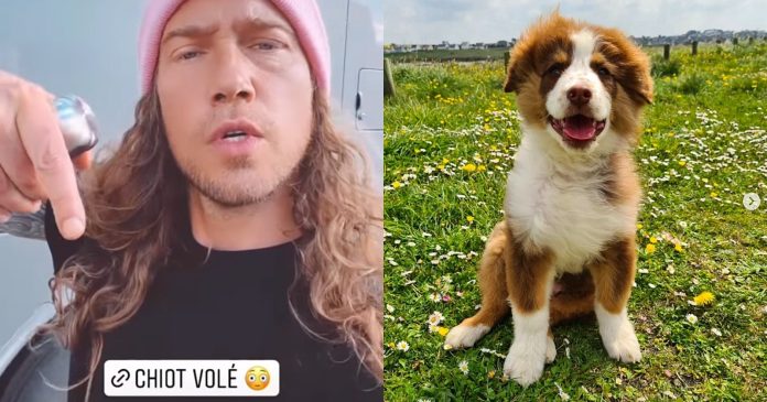  VIDEO.  Julien Doré raves after puppy theft in Brittany

