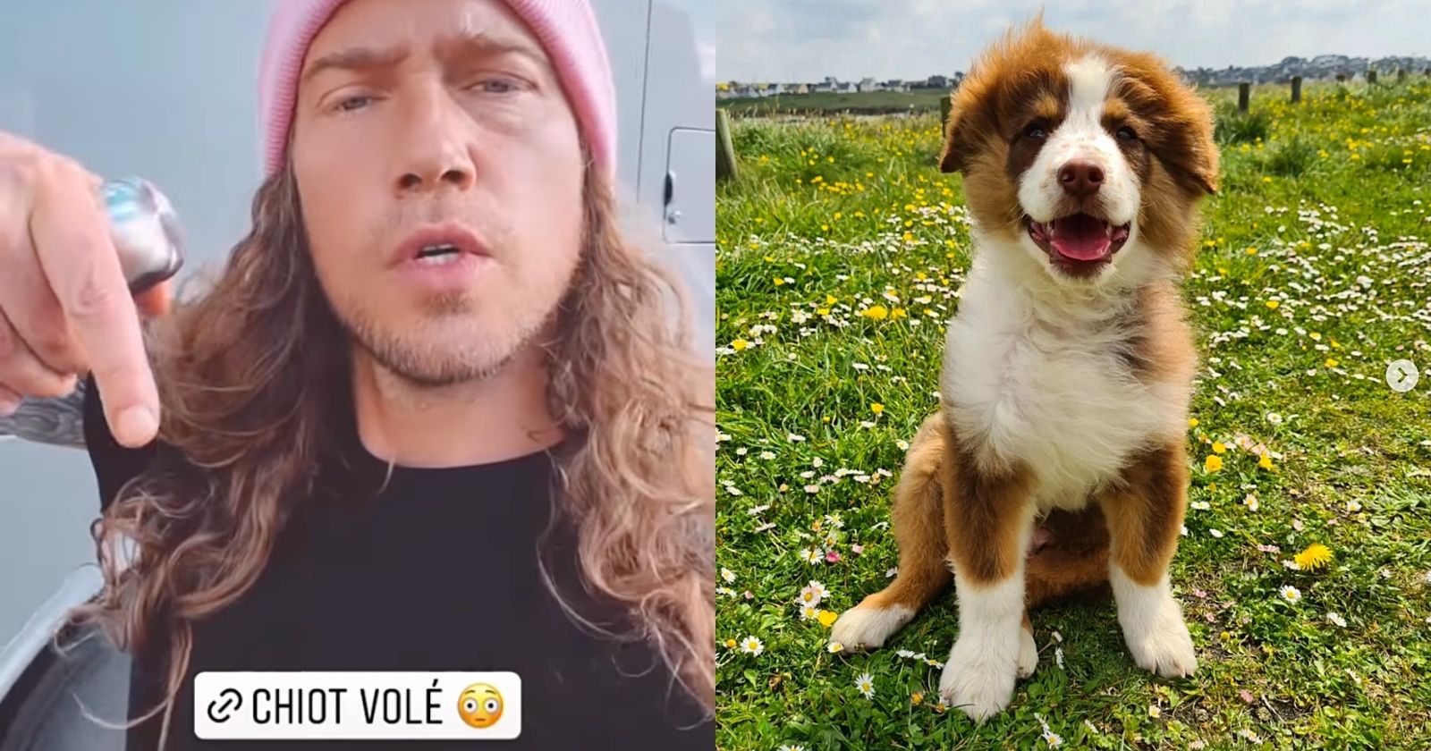 VIDEO.  Julien Doré raves after puppy theft in Brittany