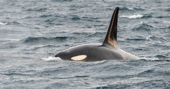  VIDEO.  Normandy: Orca sighted for the second time in less than two months

