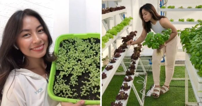  VIDEO.  This Filipino student built an urban farm on her roof

