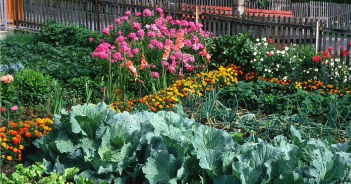 Vegetable garden: these 6 flowers are indispensable to attract or repel insects

