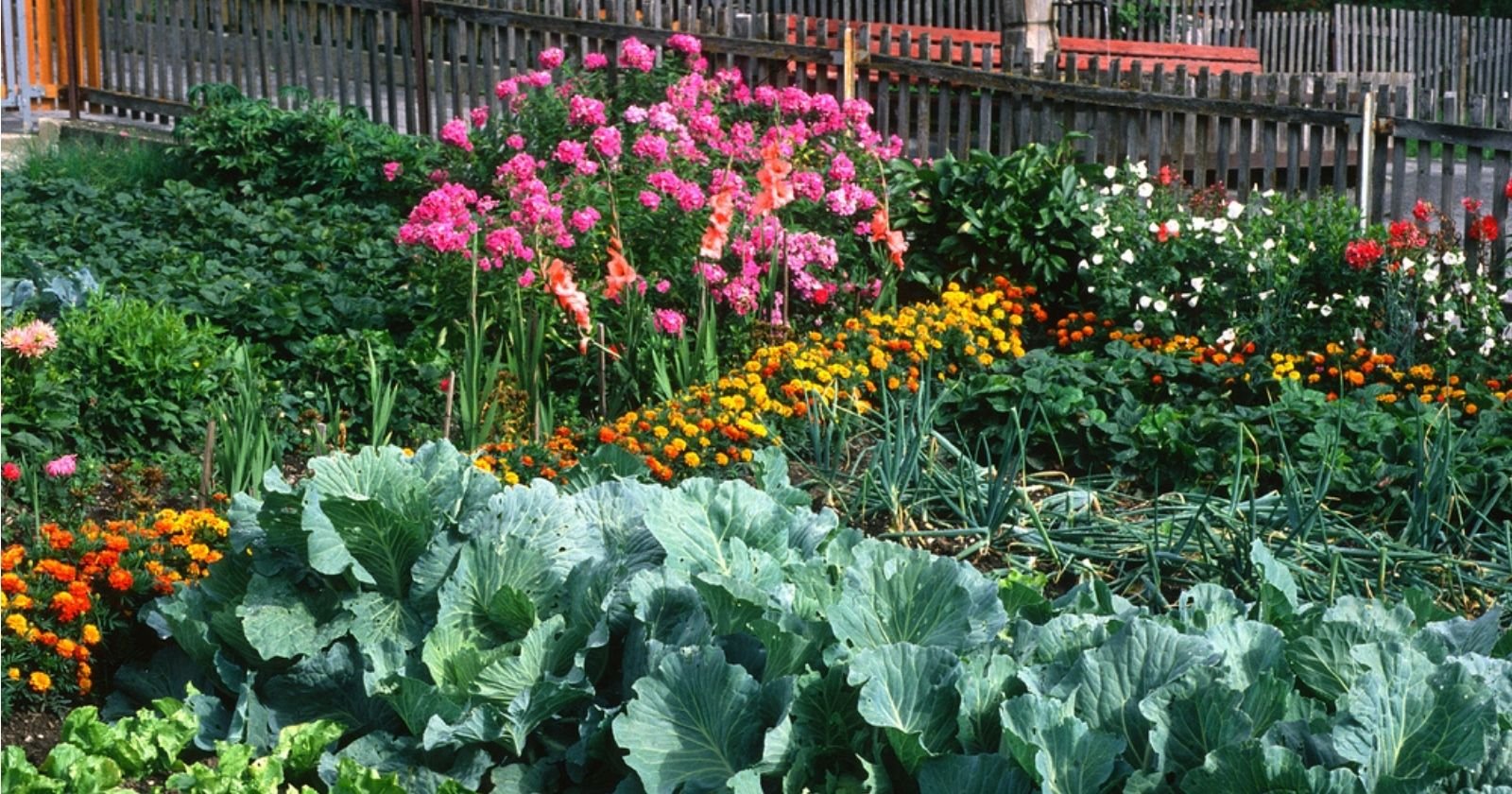 Vegetable garden: these 6 flowers are indispensable to attract or repel insects