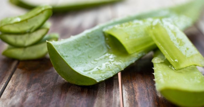  What to do with a branch and aloe vera gel?  5 practical uses to know.

