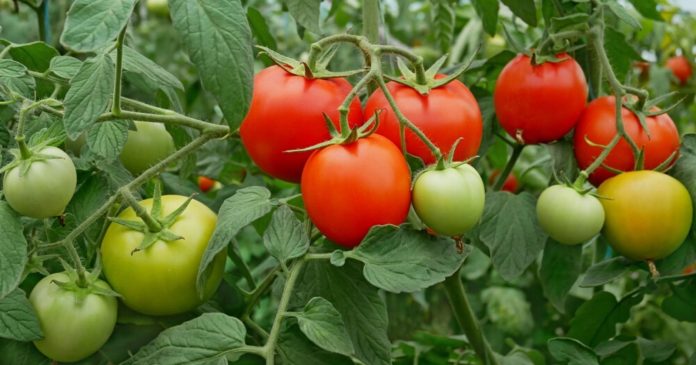 Aphids, mildew, fertilizer: why is nettle fertilizer the ally of your tomatoes?

