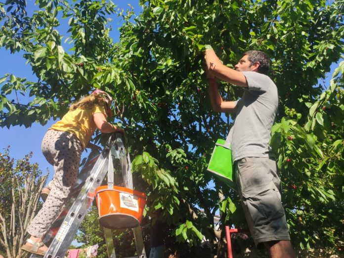 Become a volunteer picker thanks to this association and save kilos of fruit

