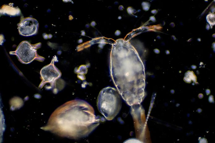 Climate: These ocean bacteria can promote carbon storage at the bottom of the oceans

