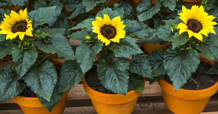 From seed to flower, this is how you grow a sunflower in your garden

