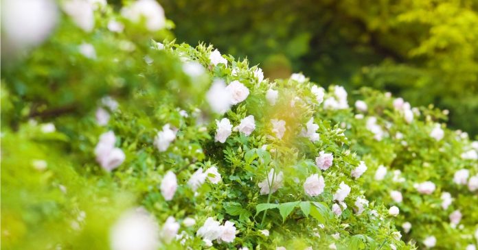 Garden: 8 shrubs to use all year round for a flowering hedge

