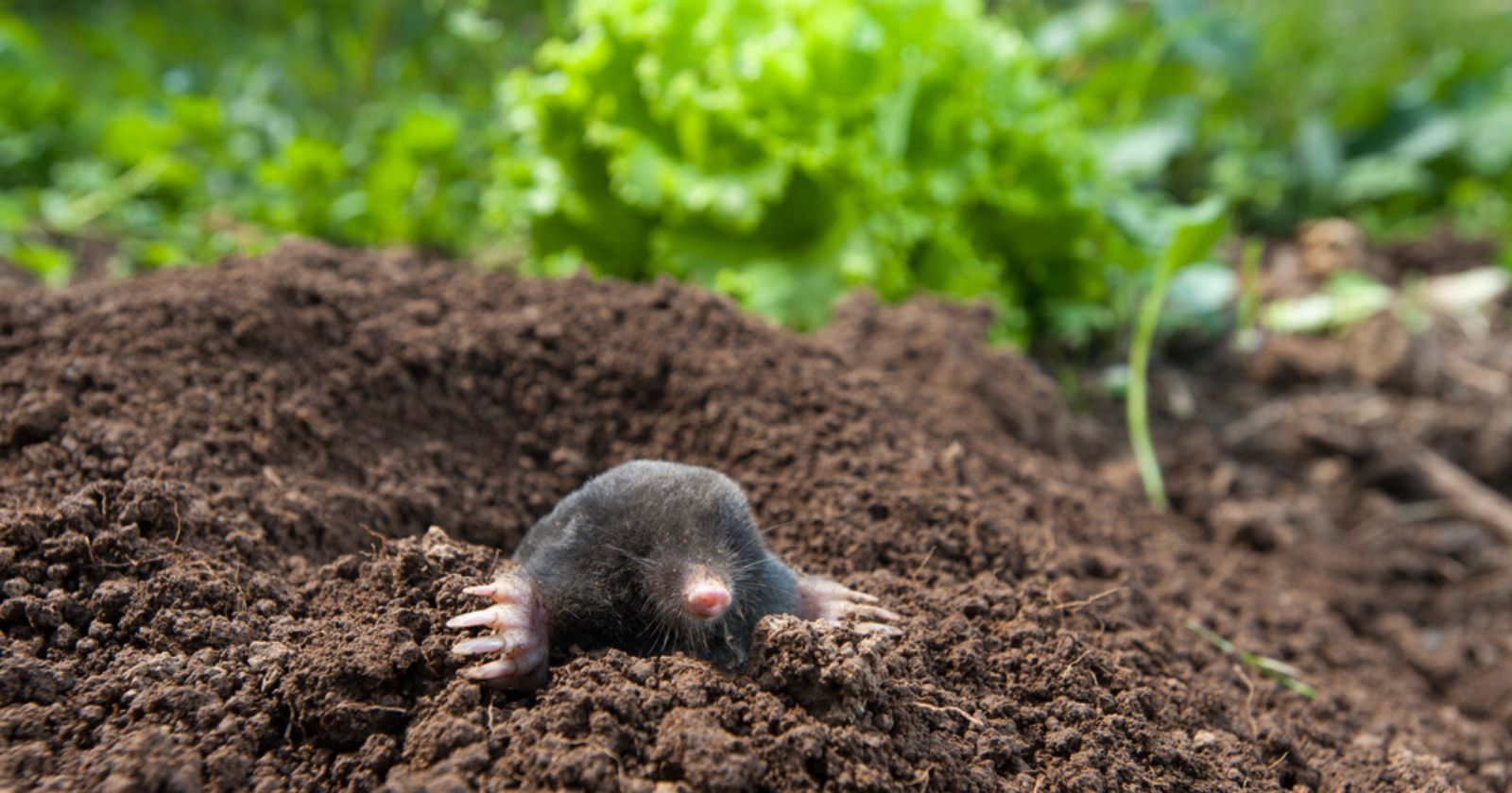 Garden: how to keep the mole away without endangering it?