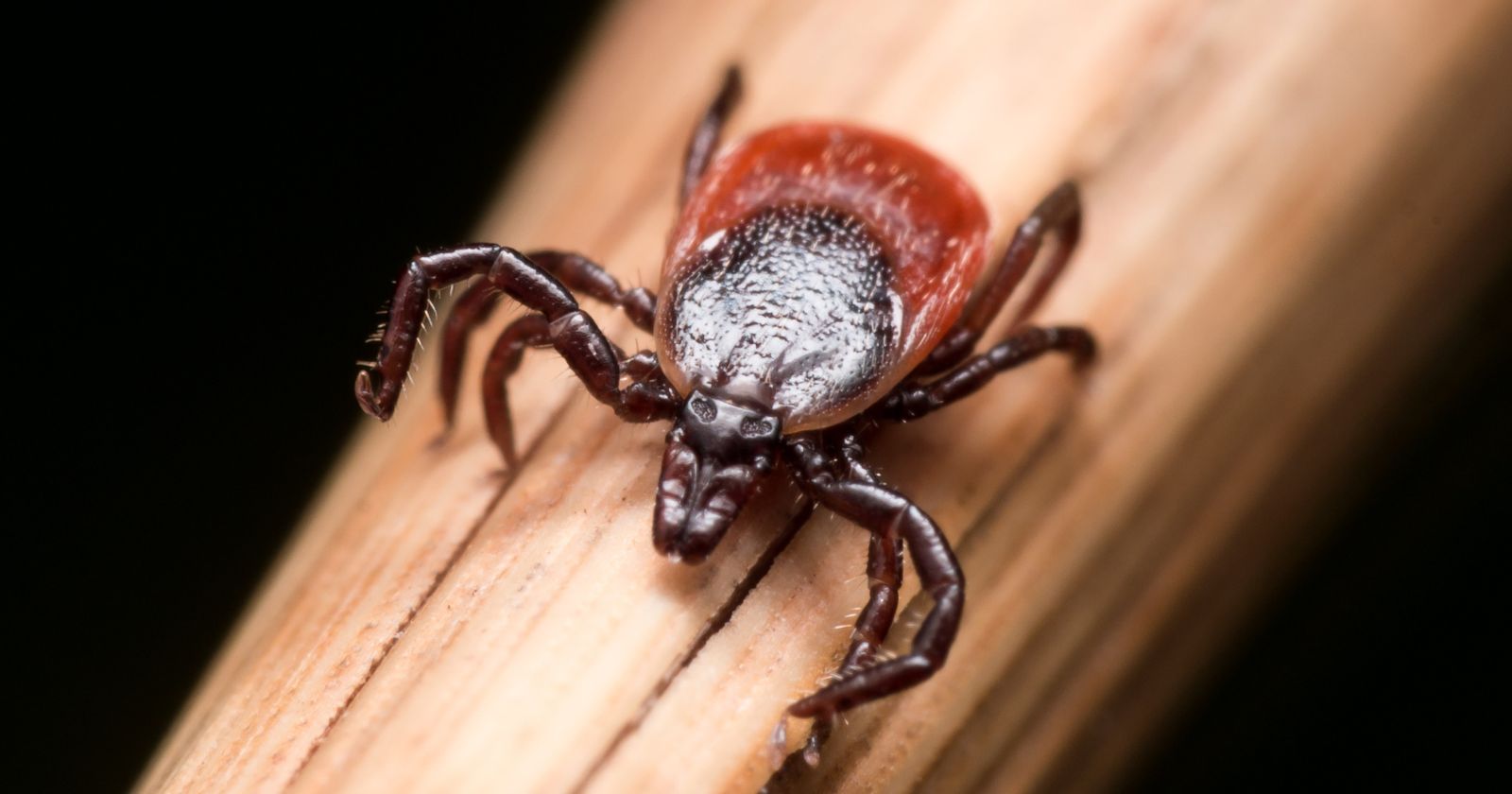 How do you get rid of a tick?  3 tips to know.